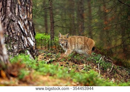 The Eurasian Lynx (lynx Lynx), Also Known As The European Lynx Or Siberian Lynx In Autumn Colors.