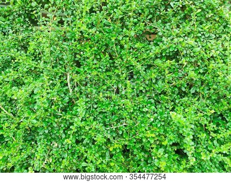 Closeup And Crop Coatbuttons Or Mexican Daisy On Wooden Fence