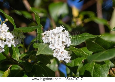 Flowers Of Japanese Privet In A Garden During Spring