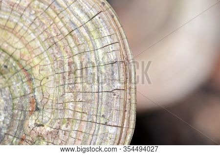 Close Up Of The Growth Layers Of The Bracket Fungus Ganoderma Applanatum, Family Ganodermataceae, Cl