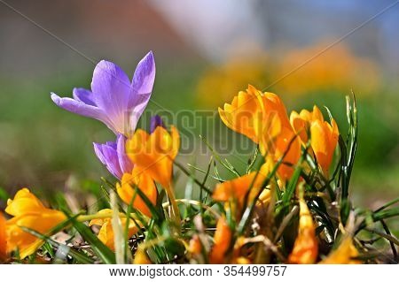 Spring Flowers. Beautiful Colorful First Flowers On Meadow With Sun.