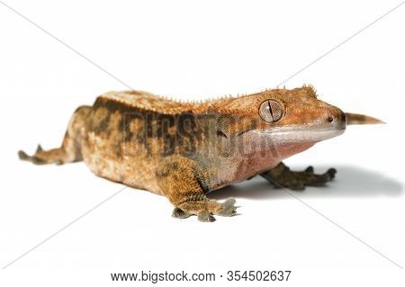 Female Harlequin Crested Gecko Isolated On White Background