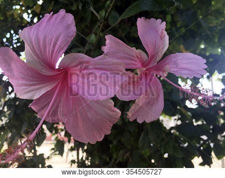 Una Hermosa Flor Cubana Común En Parques Y Jardines