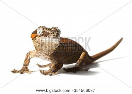Gargoyle Gecko Isolated On A White Background