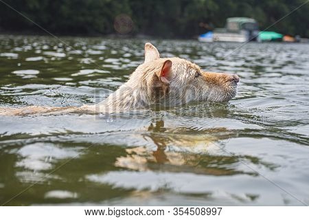 Dog Swimming In Lake