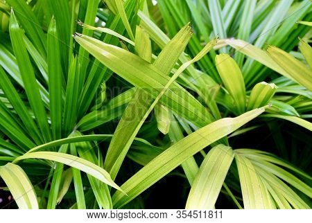 Green Bush Of Lady Palm Tree Or Rhapis Palm Plants In A Garden, A Tropical Plant Growing In Warm Tem