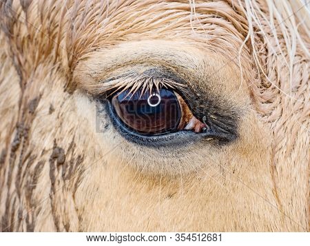 Detail Of Eyeball, Eye Close Up Of A White Isabella Horse