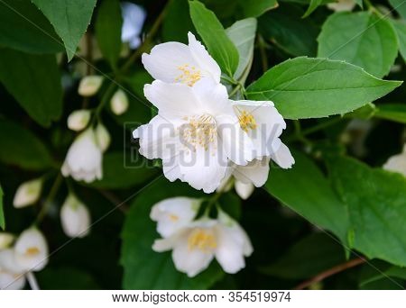 Jasmine Blooms With White Flowers, On A Warm Day In The Garden, Beautiful Background, Close-up