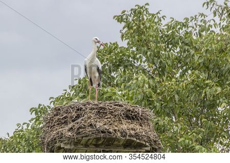 Affenberg Salem, Germany - 11 Sep. 2014: A Stork Standing Up In The Nest On Top Of The Roof At Affen