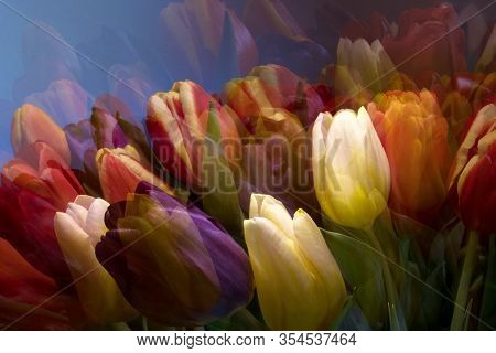 Multi Colored Fresh Tulips Background - Multi Exposure Effect