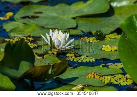 Beautiful White Water Lily And Green Liliy Pads On The Water, Delta Dunarii, Danube Delta, Romania
