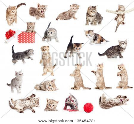 Collezione di gatti British baby isolata on white