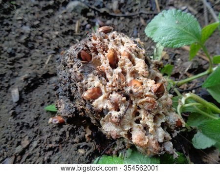 Rotten Soursop (annona Muricata L.) In The Nature Background
