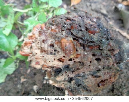 Rotten Soursop (annona Muricata L.) In The Nature Background