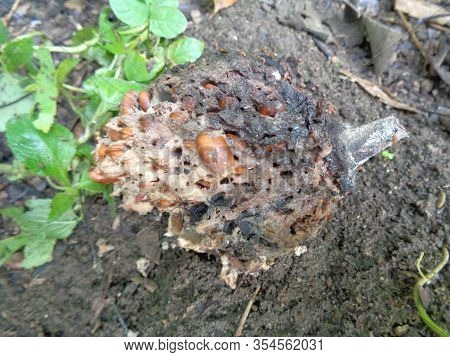 Rotten Soursop (annona Muricata L.) In The Nature Background