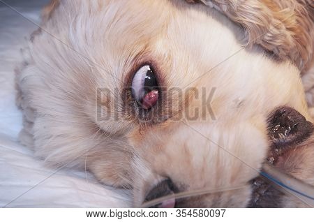 Resection harderian gland (cherry eye) at dog