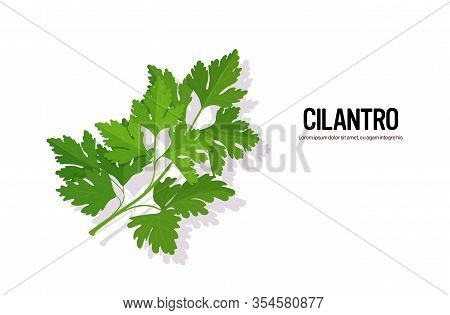 Realistic Cilantro Tasty Fresh Herb Green Leaves Healthy Food Concept Horizontal Vector Illustration