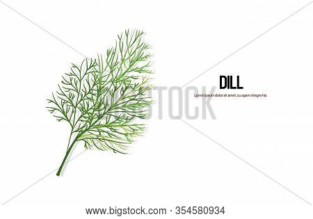 Realistic Dill Twig Tasty Fresh Green Leaves Healthy Food Concept Horizontal Copy Space Vector Illus