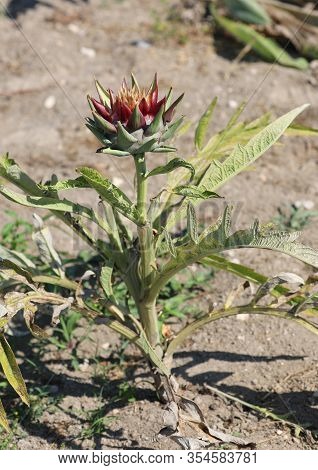 Plant With Large Artichoke Ready To Be Harvested On The Farm That Produces Organic Vegetables With L