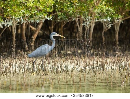 Western Reef Heron Bird In Eastern Mangroves Abu Dhabi