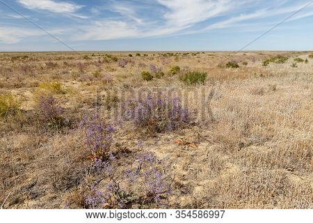 Flowers In The Steppe, Landscape Of Kazakhstan.
