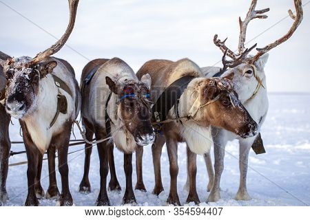 The Extreme North, Yamal Peninsula,   Reindeer In Tundra , Deer Harness With Reindeer, Pasture Of Ne