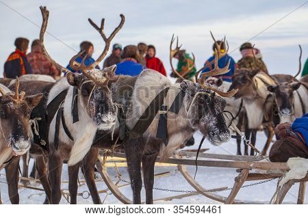 The Extreme North, Yamal Peninsula,   Reindeer In Tundra , Deer Harness With Reindeer, Pasture Of Ne