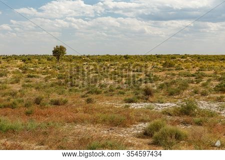 Lonely Tree In The Steppe Of Kazakhstan, Shrub And Grass In The Steppe Near The Syr Darya River