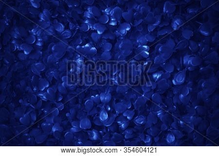 Blue Grass Texture Background. Starweed -winterweed, Chickweed, Satinflower, Stellaria Media- Plants