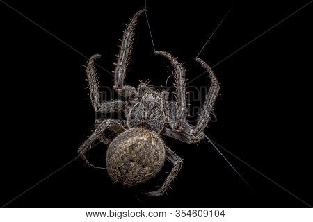 Spider On Black Background ( Nuctenea Umbratica ),  The Walnut Orb - Weaver Spider - Macro, Closeup