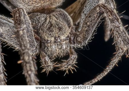 Spider On Black Background ( Nuctenea Umbratica ),  The Walnut Orb - Weaver Spider - Macro, Closeup