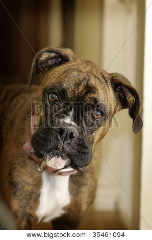 Pawsitively schattig