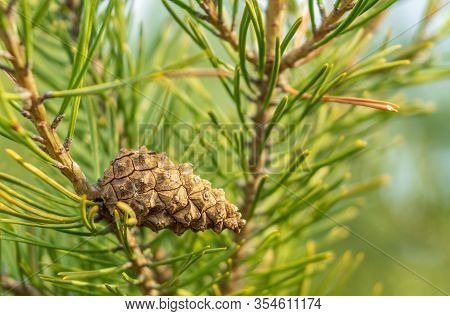 Single Closed Brown Lodgepole Pinecone On Pine Branch With Green Needles In Forest Of Mountains