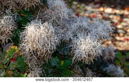Cotinus Coggygria 