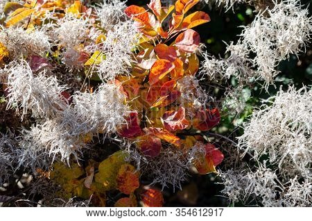 Cotinus Coggygria 