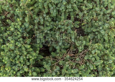 Dense Coniferous Foliage On Pine Branches. Close-up. Background.