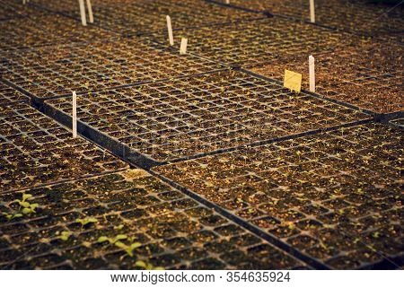 Background - Tiny Plant Sprouts In The Cells Of The Seedling Trays
