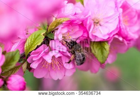Bee On Flowers Of Sakura Rose Bushes
