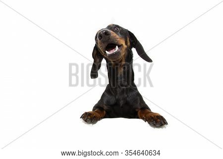 Dachshund Dog  With Paws Over Black Edge. Making A Funny Face. Isolated On White Background.