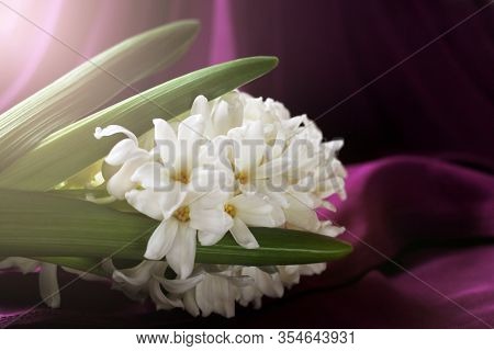 Hyacinthus Orientalis Common Hyacinth, Garden Hyacinth Or Dutch Hyacinth , White Color