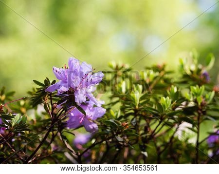 Purple Flowers Of Rhododendron Bush - Azalea,  Blooming In Spring Garden