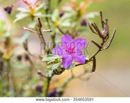 Purple Flowers Of Rhododendron Bush - Azalea,  Blooming In Spring Garden