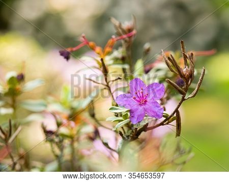 Purple Flowers Of Rhododendron Bush - Azalea,  Blooming In Spring Garden