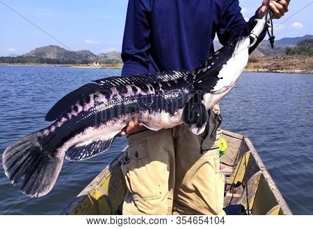 Big Giant Snake-heas Fish 6 Kg In Hand On The Boat. Fishing Game​ At Khao Laem Kanchanaburi Dam​ Tha