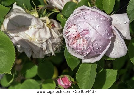 Rose Gallica Duchesse De Montebello Known As Rosa Prolifera De Redoute In British Park - London, Uk