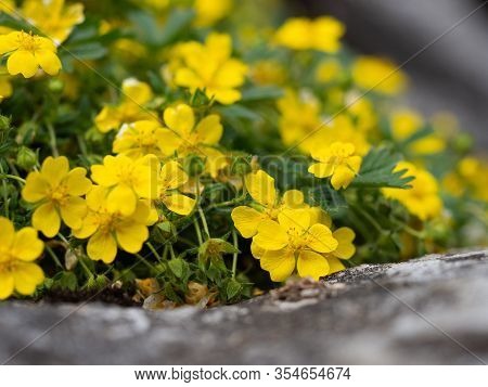 Yellow Flowers Of Potentilla Reptans ( Creeping Cinquefoil, European Cinquefoil) Plant Blooming In S