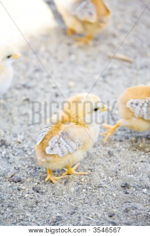 Baby Chicks In Barnyard