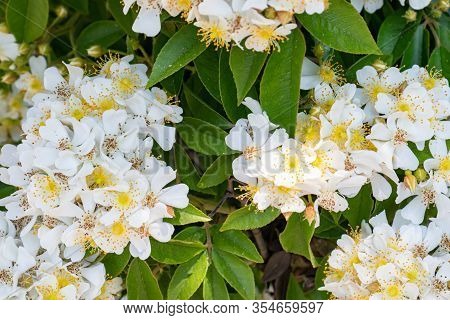 Wild Multiflora Rose Bush, Also Known As Seven-sisters, Baby, Japanese And Rambler Rose, Spring And 