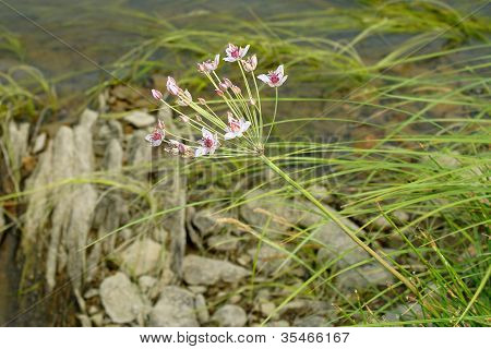 Butomus Umbellatus