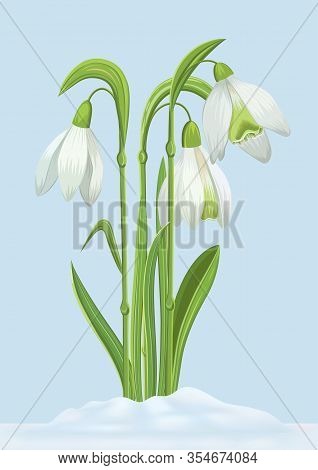 Vector Spring Illustration With Gentle Flowers Galanthus In A Snow